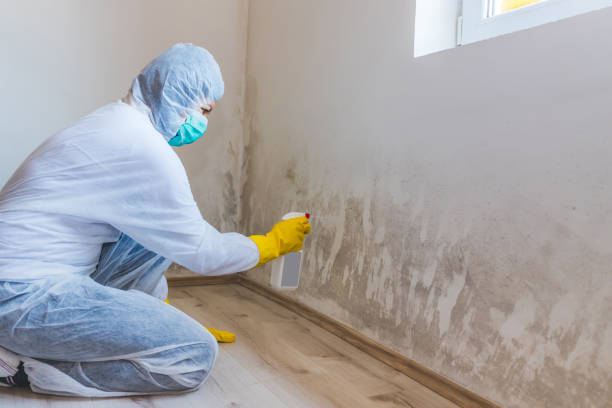 Licensed Mold Inspection service in Somerset, PA - WQB Mold Removal